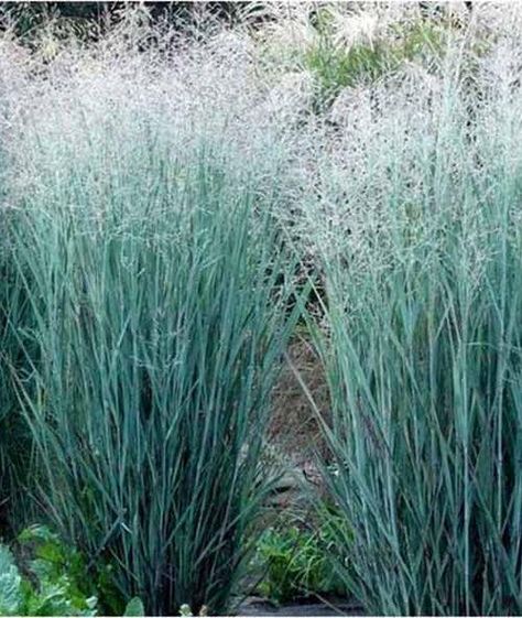 Aerial Plants, Panicum Virgatum, Harmony Design, Ornamental Grass, Perennial Grasses, Prairie Garden, Blue Fountain, Wildflower Garden, Plant Combinations