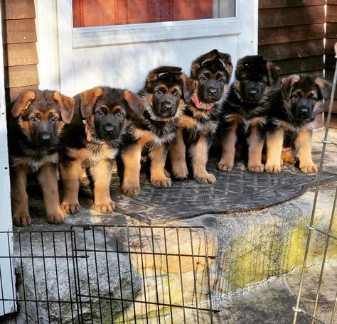 German Shepherd Family, Malinois Shepherd, German Shepherd Husky Mix, Animal Funnies, Funny German Shepherd, Cute German Shepherd Puppies, Belgian Shepherd, Cute Animals Puppies, Very Cute Dogs