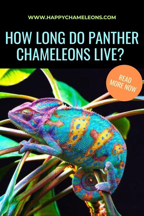 How Long Do Panther Chameleons Live? Chameleon Care, Reptile Care, Chameleons, 5 To 7, Live Happy, In The Wild, The Wild, Panther