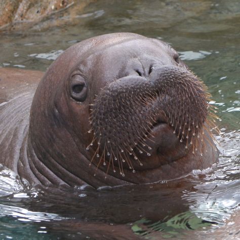 walrus,Kamogawa Sea World,Chiba 2016 #baby animals Baby Walrus, Journal Inspo, Chiba, Sea Lion, Sea World, Marine Life, The Beatles, Baby Animals, Art Journal