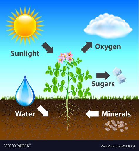 Cellular Respiration Activities, Photosynthesis Diagram, 7th Grade Science Projects, Photosynthesis Projects, Photosynthesis Activities, Teaching Cells, Kids Science Fair Projects, Photosynthesis Worksheet, General Knowledge For Kids