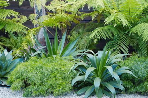 Acacia Cousin Itt, Cousin Itt Acacia, Bay Area Garden, Cousin It Plant, Daniel Nolan, Tropical Landscaping Ideas, Cousin Itt, Cousin It, Ferns Garden