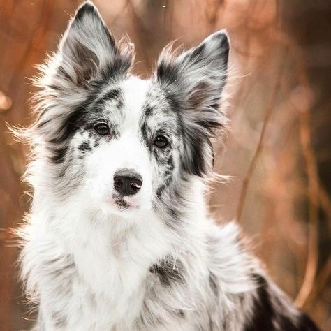 100 Unique Names for Blue and Merle Dogs Border Collie Merle, Border Collie Colors, Border Collie Puppies, Collie Puppies, Border Collie Dog, Australian Shepherds, Yorkshire Terrier Puppies, Pretty Dogs, Blue Merle