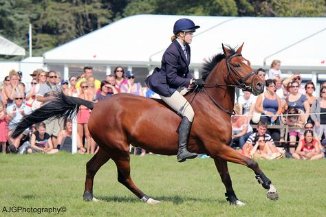 Bareback Jumping, Bareback Horse Riding, Bareback Riding, Show Jumping Horses, Horse Trials, Equestrian Aesthetic, Riding Horse, Horse Jumping, Show Jumping