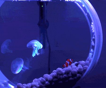 Mini Jelly Fish Tank Jelly Fish Tank Home, Pet Jellyfish Tank, Jellyfish Tank Aquarium Home, Fish Stimboard, Aquarium Gif, Ocean Stimboard, Jellyfish Tank Aquarium, Jellyfish Gif, Bioluminescent Jellyfish