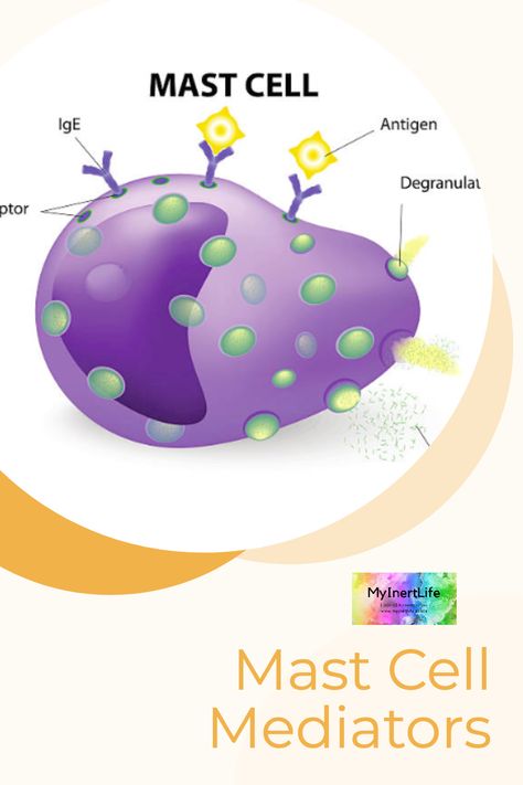 This post discusses mast cell mediators. When activated, mast cells produce many chemical mediators. Many mast cell mediators are crucial to our survival, so the goal is not to get rid of them but to keep your mast cells from being too activated and degranulating. Anti Histamine Foods, Mast Cell Activation, Low Histamine Foods, Autoimmune Disorders, Histamine Intolerance, Mast Cell Activation Syndrome, Cells And Tissues, Mast Cell, Organ System