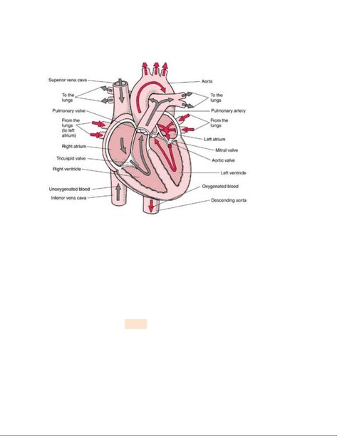 The Heart Notes, Tricuspid Valve, Heart Location, Mitral Valve, Arteries And Veins, Heart Anatomy, Heart Function, University Of Massachusetts, Human Anatomy And Physiology