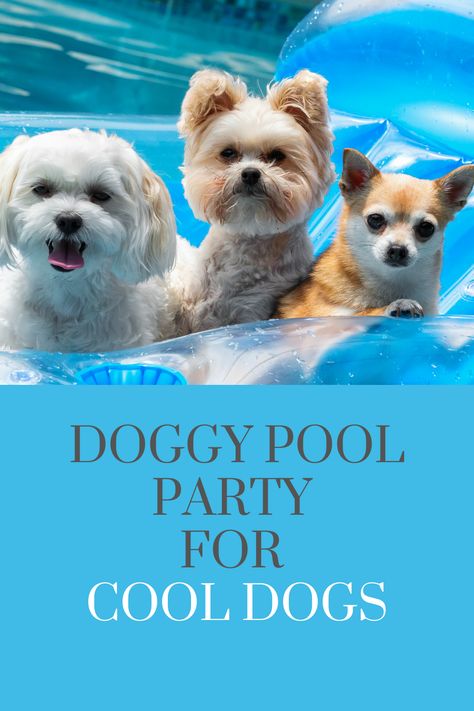 Keep your dogs cool in summer by hosting a doggy pool party. Invite some doggy friends and watch your dogs having fun in the sun. Find out how to stop dogs from overheating , make icy treats and the best interactive floating toys. Dog Pool Party, Dog Pools, Hyperactive Dog, Pool Party Invite, Cool Dogs, Pembroke Welsh Corgi Puppies, Apartment Dogs, Corgi Puppies, Elevated Dog Bed