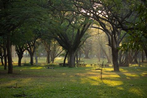 Cubbon Park. Cubbon Park Bangalore Aesthetic, Cubbon Park Bangalore, Cubbon Park, Butterfly Park, Lost Things, Bangalore City, Arts Integration, Happy New Year Images, Pondicherry