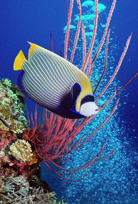 ♔ Belles Créatures de Mer Queen Angelfish, Emperor Angelfish, Jellyfish Photography, Underwater Plants, Fauna Marina, Salt Water Fish, Deep Sea Creatures, Cool Backgrounds Wallpapers, Turtle Painting