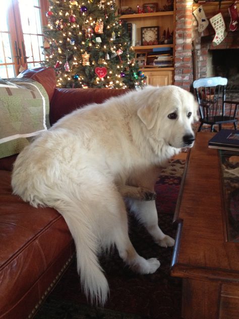 helping herself to the couch Great Pryness, Great Pyrenees Drawing Dog Art, Cute Great Pyrenees, Great Pyrenees Christmas, Pyrenees Mountain Dog, Spanish Pyrenees, Great Pyrenees Puppy, Pyrenees Puppies, Pyrenees Dog