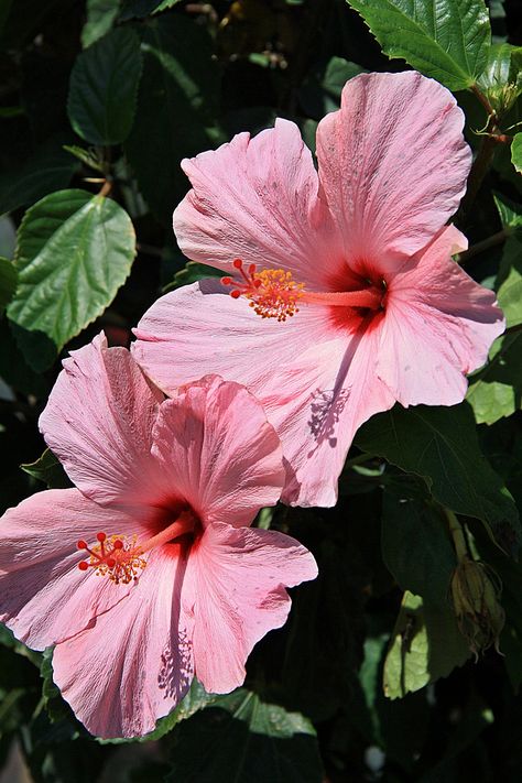 Taken at Wilson Farm in Lexington, Massachusetts Hibiscus Bouquet, Growing Hibiscus, Hibiscus Garden, Hibiscus Plant, Pink Hibiscus, Have Inspiration, Hawaiian Flowers, Exotic Flowers, Hibiscus Flowers