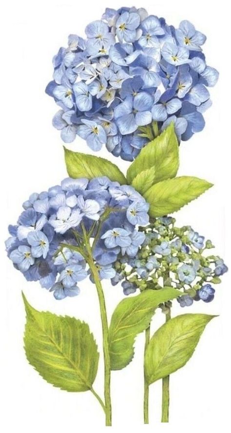 Mary Lake Thompson Hydrangea Illustration, Hydrangeas Flowers, Hydrangea Flower, Flower Illustration, Botanical Illustration, Floral Painting, Drawing Inspiration, Watercolor Flowers, Blue Flowers