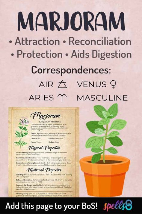 Jasmine Properties Magic, Herb Spiritual Properties, Calamus Root Magical Properties, Magical Properties Of Marjoram, Herbs And Their Magical Properties, Origanum Majorana, Marjoram Essential Oil, Witch Herbs, Aura Cleansing