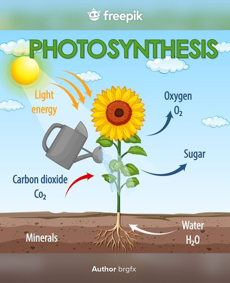 Diagram showing process of photosynthesi... | Premium Vector #Freepik #vector #food #tree #water #education Process Of Photosynthesis, Photosynthesis Activities, Plant Vector, Plant Cell, Diagram Design, Drawing Process, Plant Lighting, Plant Drawing, Intelligent Design