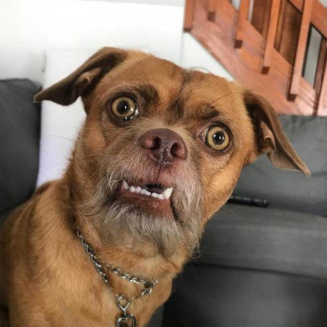 Bacon the Dog Instagram, Chihuahua Mix with Expressive Face | PEOPLE.com Photo Oeil, Funny Animal Faces, Transparent Fish, Body Draw, Laughing Animals, Funny Dog Faces, Dog Expressions, Funny Expressions, Funny Animal Photos