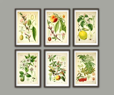 Fruit Wall Art Print Fruit Kitchen Posters Garden Artwork Poster Kitchen Wall Art Decor Apple Pear Peach Rowan - Etsy Latvia Fruit Kitchen, Fruit Wall Art, Kitchen Decor Wall Art, Artwork Poster, Garden Artwork, Apple Pear, Kitchen Posters, Kitchen Wall, Decor Wall Art