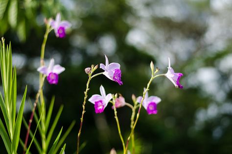 Bamboo-Orchid - Arundina graminifolia - Flickr - Photo Sharing! Bamboo Orchid, Cool Plants, The Flowers, In America, Orchids, Photo Sharing, Bamboo, Plants, Flowers