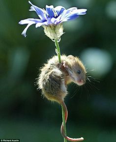 Pocket Pet, Animal Magic, Little Critter, Cute Mouse, Small Animals, Amazing Animals, Hamsters, Sweet Animals, Rodents