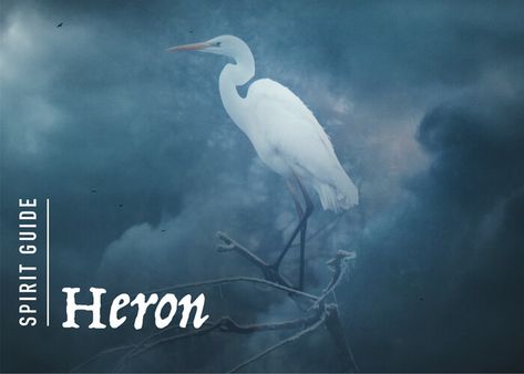 What does the heron spirit animal really mean? Find out the true meaning and symbolism of the heron in this special spirit animal analysis. Great Blue Heron Symbolism, Heron Symbolism, Spirit Animal Meaning, Animal Meanings, White Heron, Totem Animals, Unusual Facts, Spiritual Advisor, Negative Traits