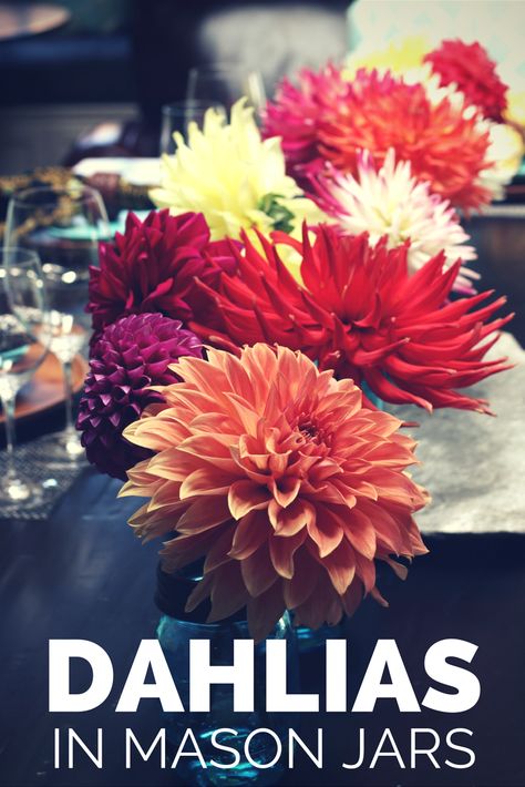 Dahlias are simply arranged in blue mason jars for easy, casual tabletop arrangements. Plus how-to prepare dahlias to make them last. Dahlia Table Decorations, Dahlia Centerpiece Simple, Dahlia Centerpiece Wedding Simple, Dahlia Table Arrangement, Dahlia Arrangements Simple, Dahlia Arrangements, Simple Dahlia Arrangement, Dahlia Vase Arrangement, Small Dahlia Arrangement