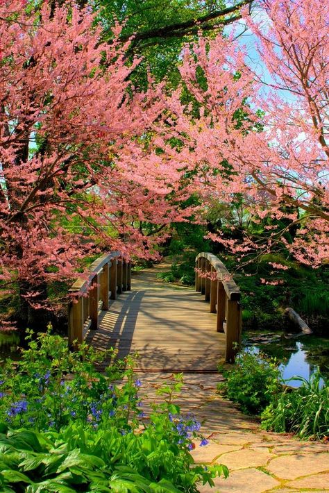 Spring Scenery, Trees And Flowers, Japan Home, Spring Landscape, Spring Beauty, Nature Garden, Foto Art, Beautiful Tree, Beautiful Scenery