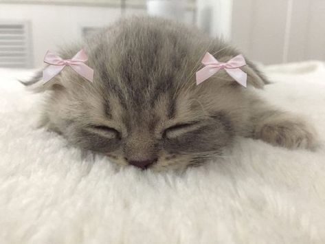 Pink Kitty Pfp, Animals Icon, Pfp Pictures, Haiwan Comel, Cat Profile, Silly Cats Pictures, Cute Cats Photos, Cat Icon, Silly Animals