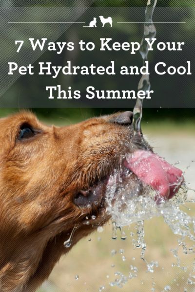 7 Ways to Keep Your Pet Hydrated and Cool This Summer Mastador Dog, Koolie Dog, Holistic Dog Care, Schnoodle Dog, Dog Skin Care, House Training Puppies, Dog Accesories, Coconut Oil For Dogs, Dog Insurance