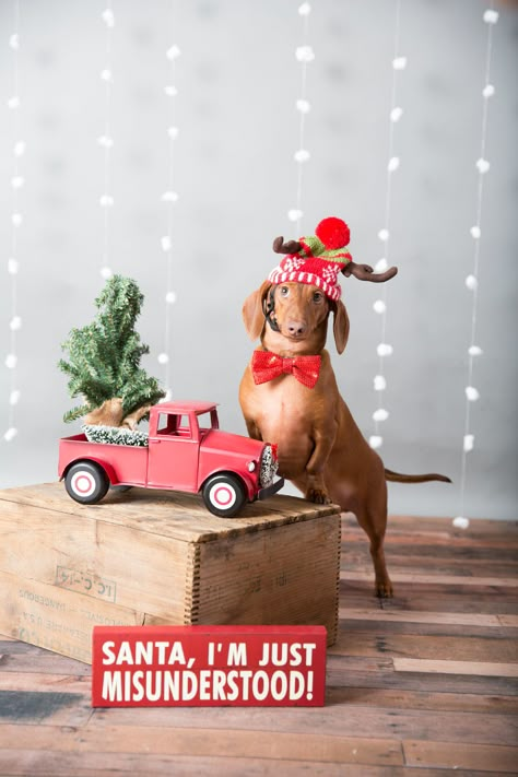 Christmas Pet Photo Ideas Dogs, Dog Christmas Pictures Pet Photography, Dog Photography Backdrop, Pet Mini Sessions Photo Ideas, Pet Photography Props Backdrops, Family Christmas Cards Photo Ideas With Dogs, Pet Photo Backdrop Ideas, Dog Grooming Photo Backdrop, Dog Photography Christmas