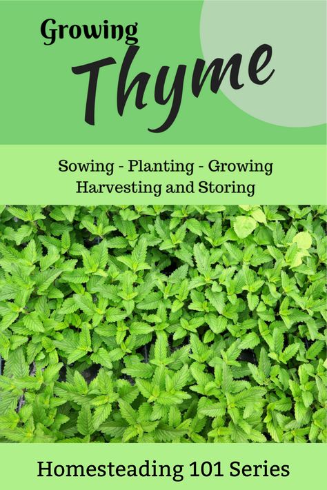 English Thyme, Growing Thyme, Thyme Plant, Types Of Christmas Trees, Types Of Herbs, Kitchen Herbs, Gardening Advice, Garden Pictures, Grow Your Own Food