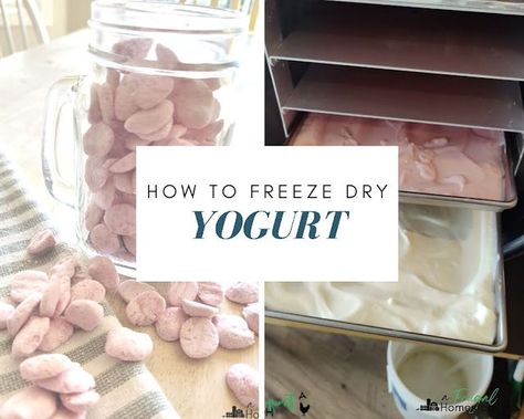 Freeze drying yogurt is not only great to store but also makes a great and healthy snack. Freeze Dry Yogurt Melts, Freeze Dried Yogurt Bites, How To Freeze Dry, Freeze Dyer, Dehydrated Yogurt Drops, Freeze Dried Yogurt Melts, Skittles Recipes, Freeze Dried Yogurt, Freezing Strawberries