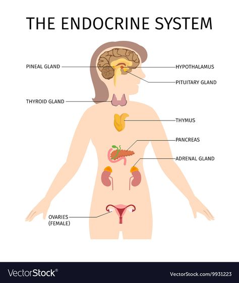 Adrenal Dysfunction, Human Body Organs, Addisons Disease, Adrenal Support, Adrenal Health, Thyroid Medication, Pituitary Gland, Fatigue Syndrome, Adrenal Glands