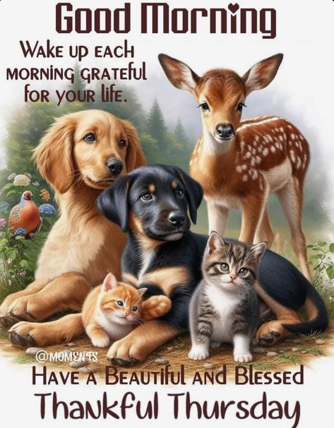 Happy Thursday Everyone! Have a beautiful day! Have A Thankful Thursday, Happy Thursday Morning, Christian Good Morning Quotes, Happy Thursday Images, Funny Good Morning Messages, Good Morning Animals, Thursday Greetings, Good Day Wishes, Thursday Humor