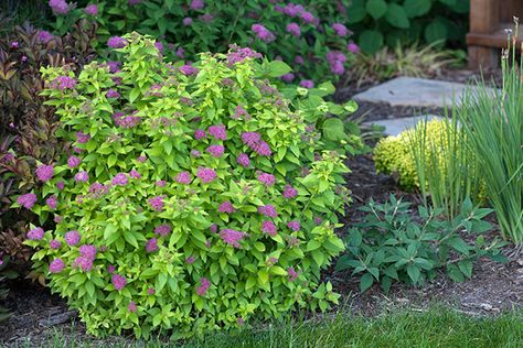 5 Top-Rated Shrubs for Easy Maintenance Landscapes | Proven Winners Spirea Japonica, Spirea Plant, Spirea Bush, Spirea Shrub, Low Maintenance Shrubs, Bush Garden, Garden Shrubs, Summer Plants, Low Maintenance Plants