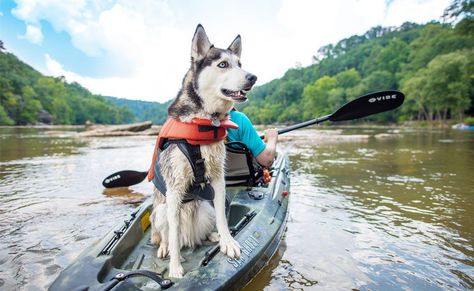 Kayak Tips, Kayaking With Dogs, Best Fishing Kayak, Ocean Kayak, Kayaking Tips, Adventure Dog, Tandem Kayaking, Sup Stand Up Paddle, Kayaking Gear