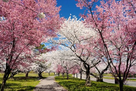 Fun Things To Do Outside, Things To Do Outside, Bergen County New Jersey, Visit Denver, Fair Rides, Cherry Blossom Trees, Blossom Season, Beach Haven, Estate Garden