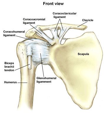 Shoulder Joint : Anatomy, Movement & Muscle involvement » How To Relief Shoulder Girdle Anatomy, Xray School, Upper Limb Anatomy, Hiit Yoga, Axial Skeleton, Joints Anatomy, Shoulder Anatomy, Shoulder Girdle, Control Theory