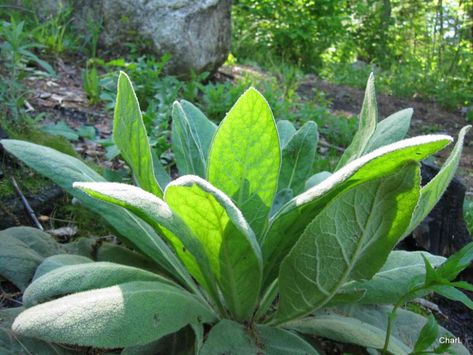 Benefits Of Mullein, Mullein Plant, Herbs For Inflammation, Stachys Byzantina, Edging Plants, Medicinal Herbs Garden, Biennial Plants, Light Purple Flowers, Magic Herbs