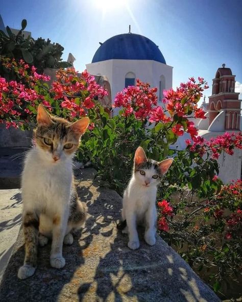 Relax Lifestyle, Miniature Diy, Yellow Eyes, Santorini Greece, Animals Of The World, All About Cats, Greek Islands, Ancient Times, Santorini