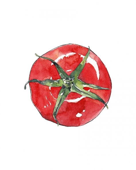 TOMATO - watercolor illustration for the Kitchen by Good Objects Watercolour Fruit, Good Objects, Objects Illustration, Watercolor Food Illustration, Fruits Drawing, Food Sketch, Watercolor Food, Watercolor Fruit, Pretty Cups