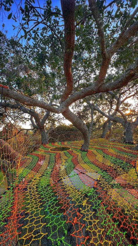 Net Tree House, Rope Tree House, Tree Net Hangout, Tree Webbing, Woods Hangout Spot, Tree Weave, Oak Projects, Tree Net, Backyard Kids Play Area