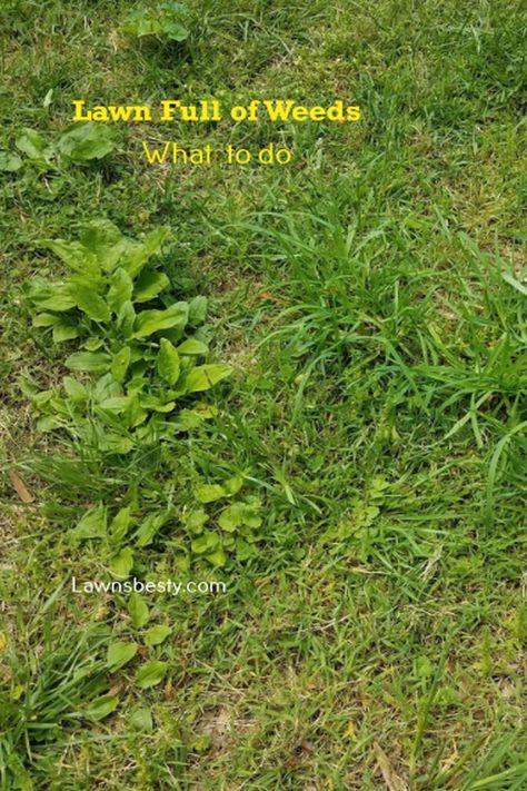 What to do to a lawn full of weeds Grass Weeds, Planting Grass, Growing Grass, Weeds In Lawn, Green Grass, How To Grow, To Grow, Read More, Lawn