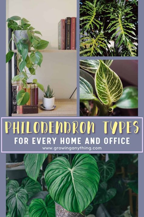 51 Philodendron Types For Every Home and Office 2024 Types Of Philodendron Plants, Philodendron Plant Varieties, Philodendron Types, Prince Of Orange, Philodendron Plant, Low Maintenance Plants, Plant Needs, Potting Soil, Colorful Leaves