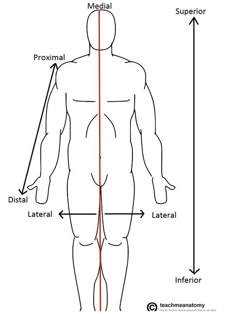 Anatomical Terms, Massage School, Meniscal Tear, Physiotherapy Exercises, Human Respiratory System, Lung Anatomy, Clinical Chemistry, Medical Dictionary, Gross Anatomy