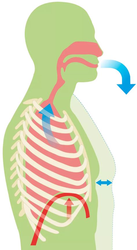 How Do We Breath | Human Breathing System | DK Find Out Human Breathing System, Breathing System, Breath In Breath Out, Muscle Relaxer, Body Systems, Student Engagement, Kids Learning, Helping Kids, Fun Facts