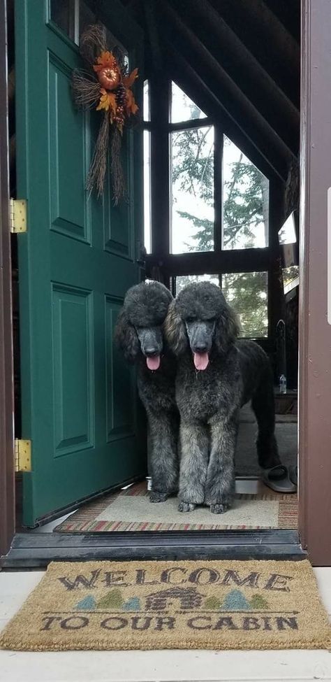 Brindle Poodle, Poodle Hairstyles, Poodles Standard, Poodle Party, Poodle Standard, Dog Dye, Black Standard Poodle, Silver Poodle, Poodle Hair