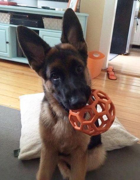 35+ Best Toys for German Shepherds Blue German Shepherd, Dog Food Station, Puppy Ears, Toy Bulldog, German Shepherd Funny, German Shep, German Shepards, Shepherd Puppy, Best Toys