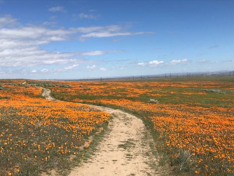 Lancaster California, Antelope Valley, California Trip, California Poppy, California Love, Los Angeles County, California Travel, Art Project, Lancaster