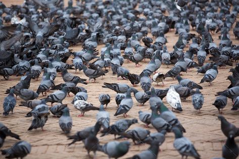 A flock of pigeons in the street by piccaya. A group of pigeons at the Boudhanath Stupa, one of the main landmark in Kathmandu, Nepal. #AD #piccaya, #group, #street, #flock Get Rid Of Pigeons, Boudhanath Stupa, Kathmandu Nepal, The Gathering, A Group, Pigeon, Flocking, Small Pets, Textured Background