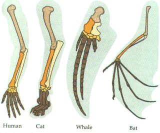 Homologous Structures Homologous Structures, Structure Of Nucleus, Antibody Structure, Earthworm Anatomy, Chromosome Structure, Darwin's Theory Of Evolution, Theory Of Evolution, Charles Darwin, Gladiator Sandals